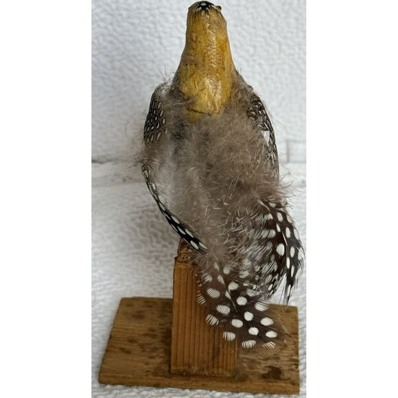 Antique German Made Paper Mache Bird Possibly Sandgrouse Real Feathers Wood Base - Picture 4 of 14